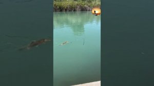 Маринка 4кг | Рыбалка