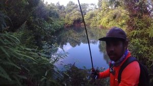 Mancing Gabus Mengguankan Umpan Jaws Mini || Casting Gabus || Shimano Majestic 12lb