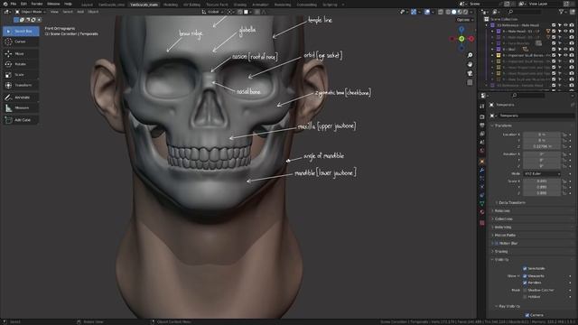 Chapter_01_Part_02_Important_Skull_Bones_for_Artists