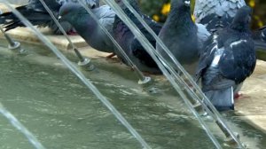 Храни Господь,Россию мою!