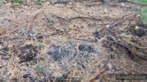 Грибы  Лес, Надежда , НЕ сдаемся до последнего , другие леса .