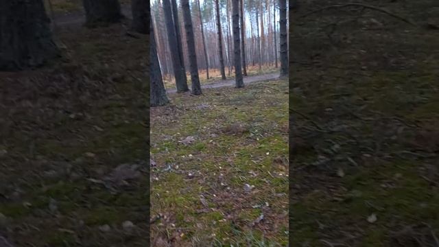 3 ноября 2022 г. грибы боровые в это сложно поверить