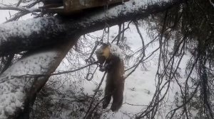 Охота на куницу капканами