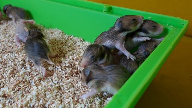 Сирийские хомячки. Малышам 18 дней
