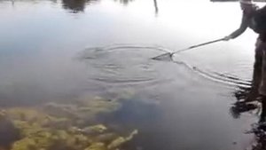 Ловля карпа в болоте