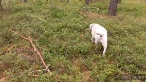 Красавцы Боровые Из леса Без Грибов НЕ ухожу НА прогулку с Мартюшкой