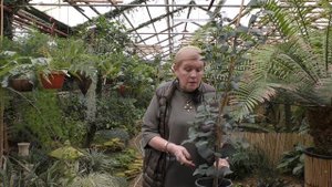 Фикус Триангулярис-уход в домашних условиях.