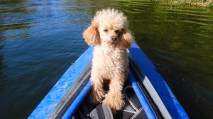 Тускарь 28 09 2024