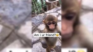 Monkey - Funny monkey looks like this monkey laughs / SVA