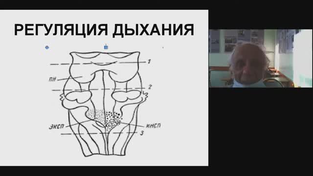 Регуляция дыхания (БИК 3)