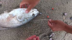 How To Catch Red Drum (Redfish & Puppy Drum) From Surf, Beach & Shore | SFSC