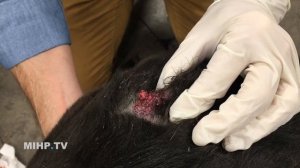 Ruptured Cyst Popping for Dog Ellie