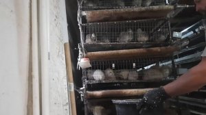 Очистка помёта с лент в перепелиной клетке часть 2