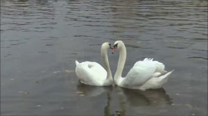 КАК БЫТЬ.  ALEXANDR PROKLOV - АЛЕКСАНДР  СЕРОВ  COVER