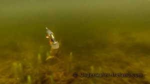 Fishing: fish pike attacks lure pike underwater. Рыбалка: щука атакует щуку.