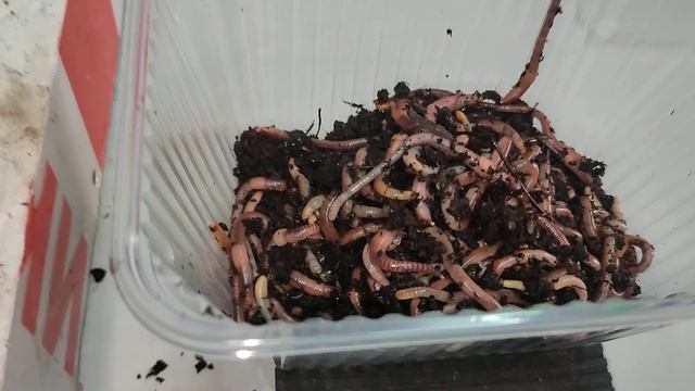 начало сезона 2023! смотреть онлайн