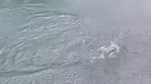 Trout spinning   Mepps Black Fury 3