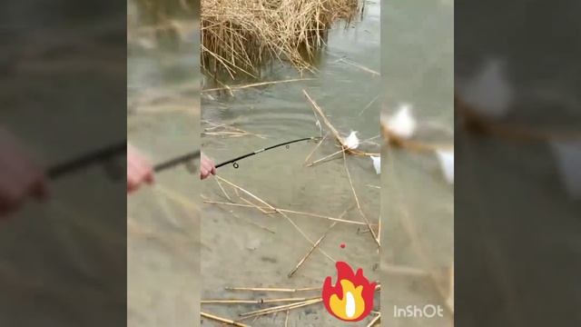 Поймал трофея - леща на 1кг.140гр на снасть"убийца карася"!#fyp