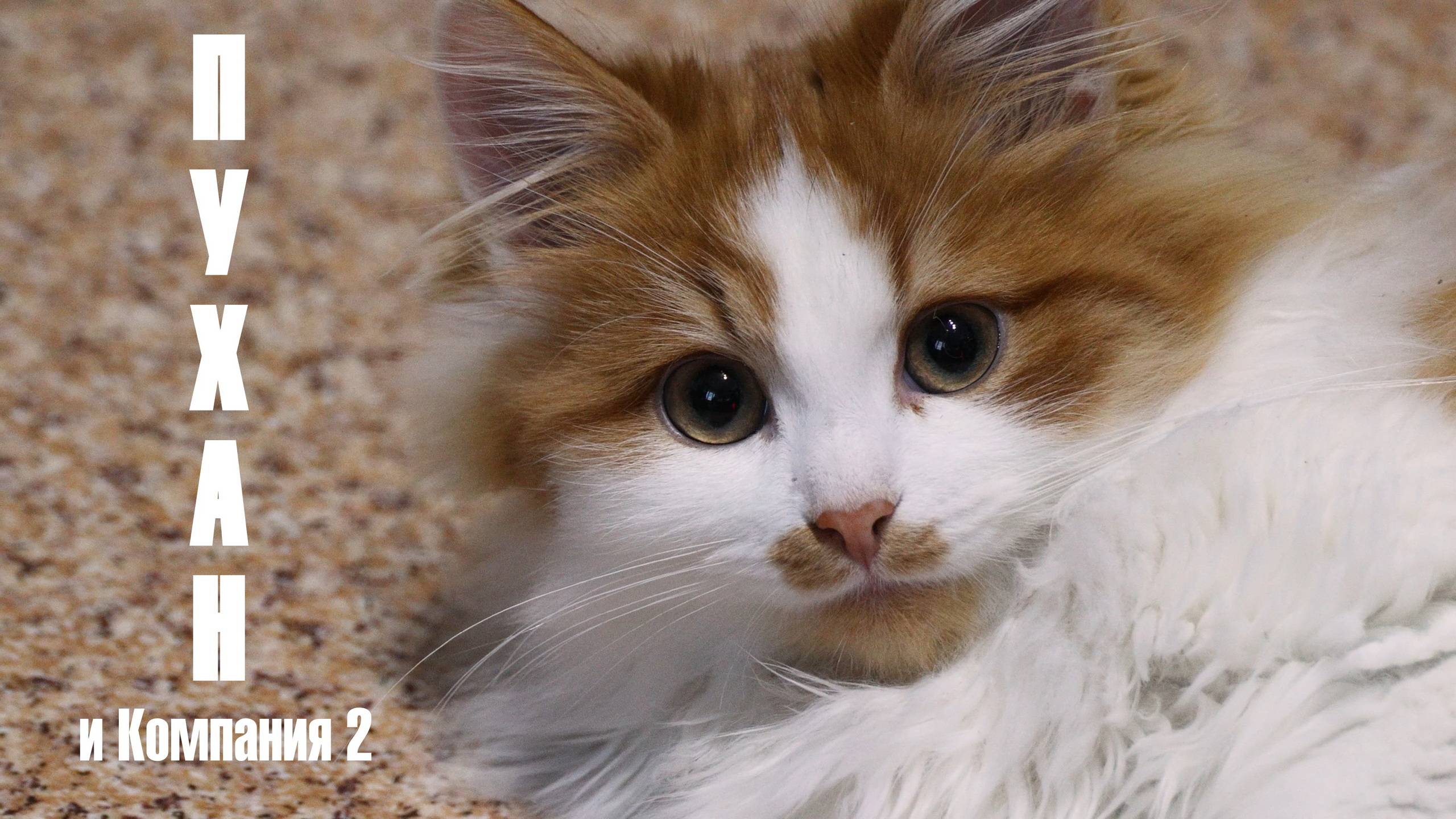 Пуханчик и компания. Котики Малыши!