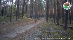 🐺Волк в заповеднике "Большая Кокшага"