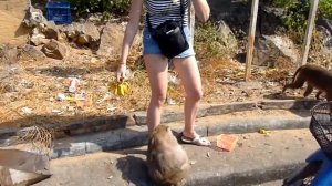 Мартышка и очки