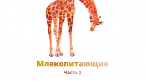 17. Млекопитающие, часть 2