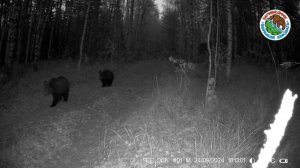 🐻Медведица и два медвежонка в заповеднике "Большая Кокшага"