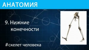 Анатомия: ноги или нижние конечности скелета человека