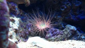 Tube anemone feeding on rotifers