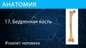Анатомия:  бедренная кость скелета человека