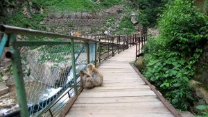 Sunday at Monkey Park | Jigokudani Yaen-Koen, Japan