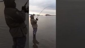 Daiwa morethan branzino 89,5 mml ags