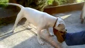 Holly the Staffy loves shoes...gimme!