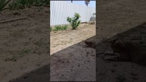 НАША КОШКА ЛОВИТ ЗМЕЮ! БЫСТРЕЙ СМОТРИ 👆