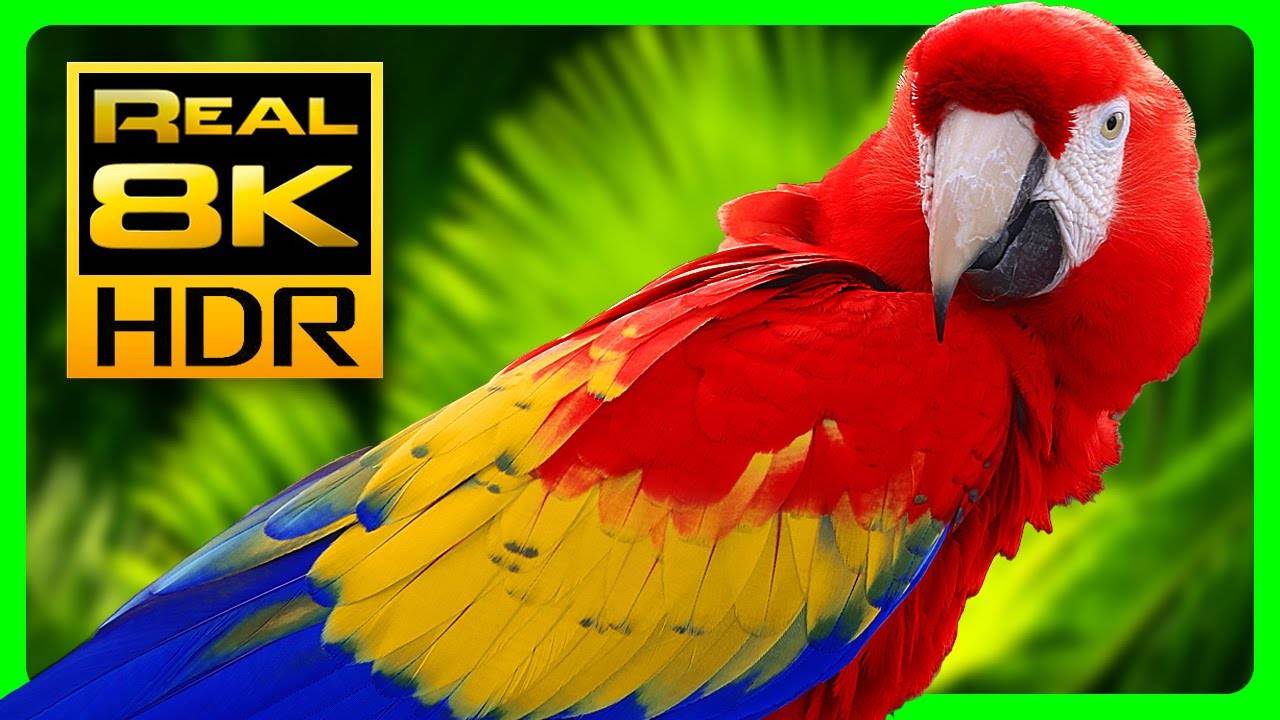 Amazing Macaw Parrots in REAL 4K HDR - Colorful Birds & Nature Sounds - 4K TV Short Demo