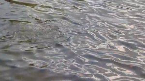 Нерест линя