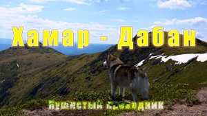Поход на пик Босан с маламутом. Хамар-Дабан