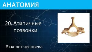 Анатомия: атипичные позвонки скелета человека