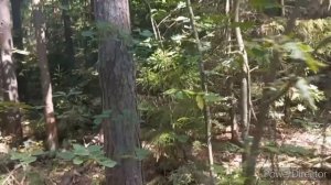 Лес  Грибы пять видов грибов за раз ,ВОТ так лес порадовал , НЕ зря заблудилась.