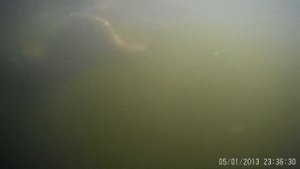 Подводная охота на толстолобика в Десногорске.