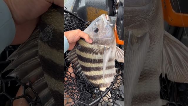 Huge Sheepshead caught on a Fiddler Crab