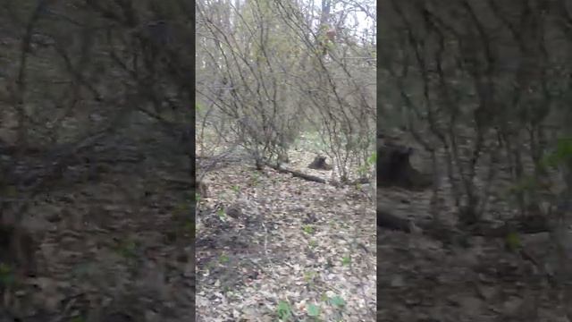 Поиск рогов оленя 2021