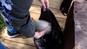 Рыбалка в Усадьбе соколиное гнездо.03.06.2023