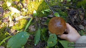 Сотня ГРИБОВ остались в Лесу/ Два леса / Беру Идеально Чистые ГРИБЫ , Червей тоже кормить надо .