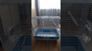 Новая клетка для моих волнистых попугаев.