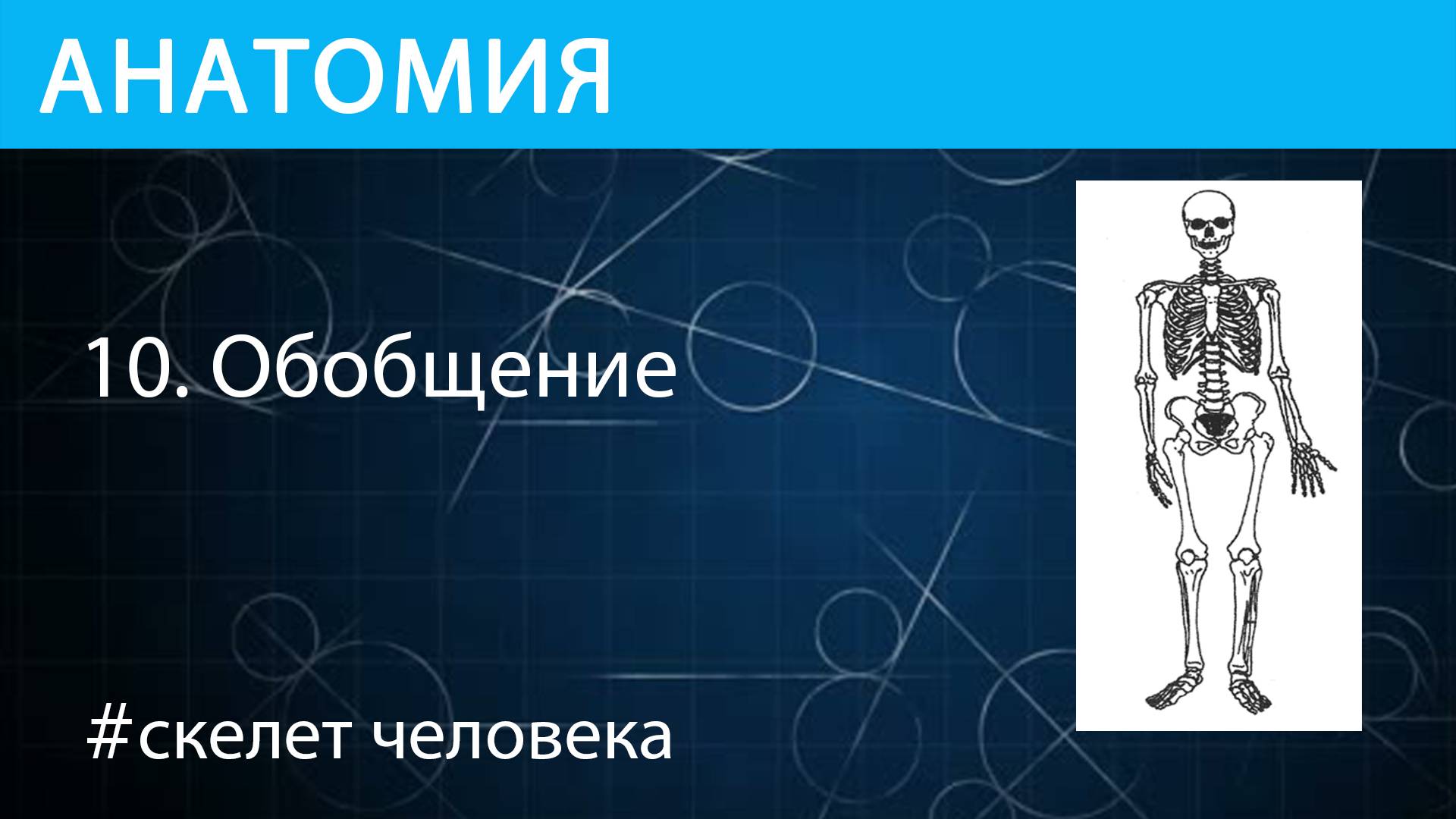 Анатомия:  скелет человека - обобщение перед подробным изучением