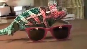 Хамелеон и очки. Chameleon and sunglasses.