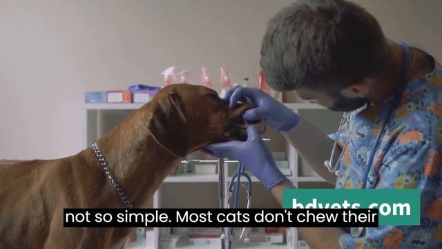 The Hidden Dangers of Dry Cat Food: What You Need to Know смотреть онлайн