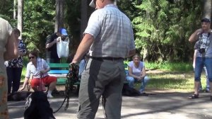 Центр обучения собак поводырей Купавна, проверяет своих выпускников, собак-поводырь,порода,лабрадор.