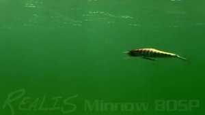 DUO Realis Minnow 80SP Action